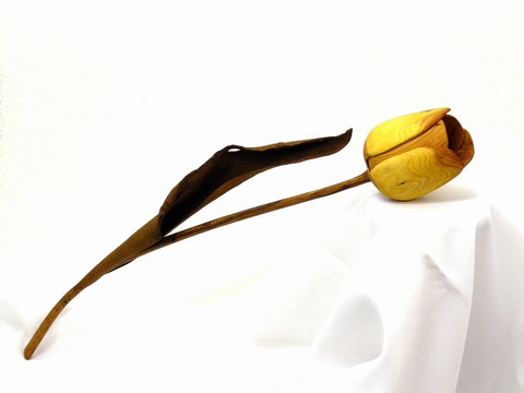 Tulpe_Eibe_1_klein