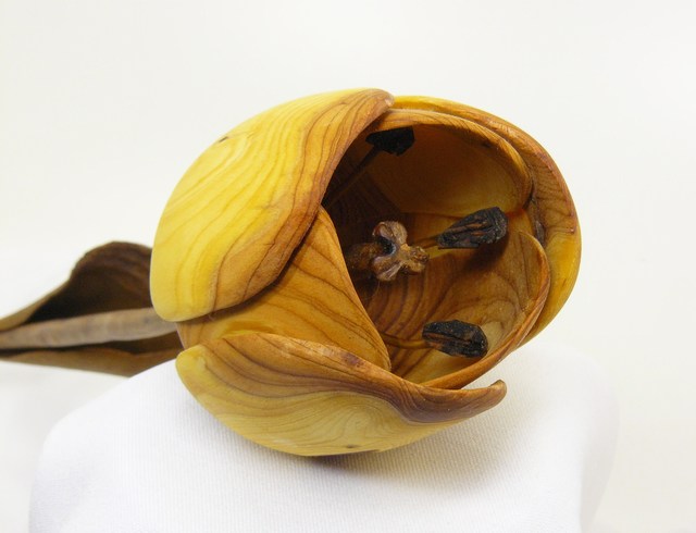 Tulpe_Eibe_3_gross
