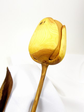 Tulpe_Eibe_4_gross